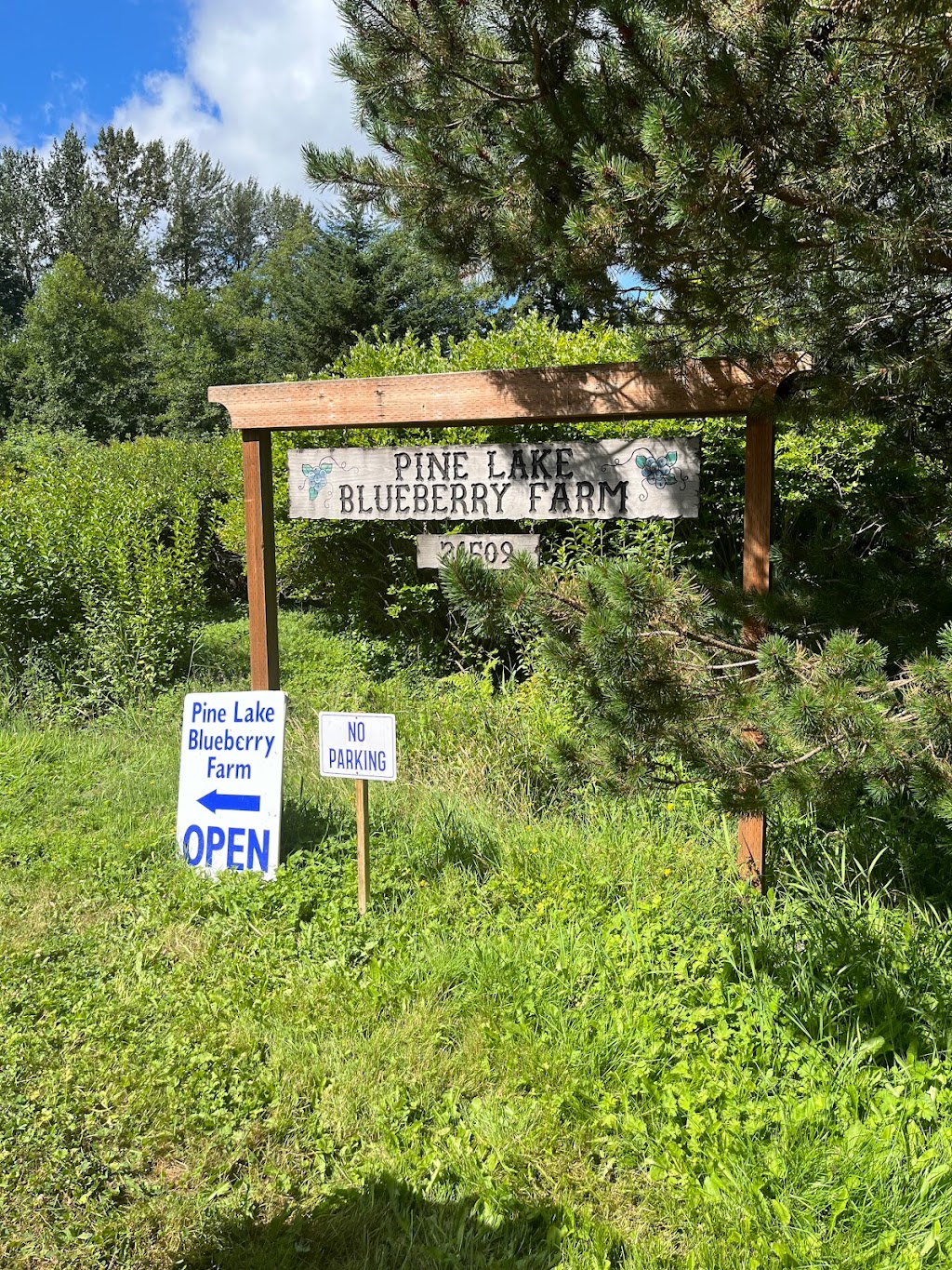 Pine Lake Blueberry Farm | 21509 SE 28th Ln, Sammamish, WA 98075, USA | Phone: (425) 270-9137