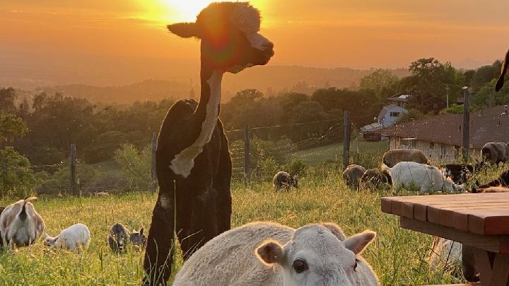 Funny Farm Petting Zoo | 15162 Ponderosa Ln, Auburn, CA 95603, USA | Phone: (916) 407-9867