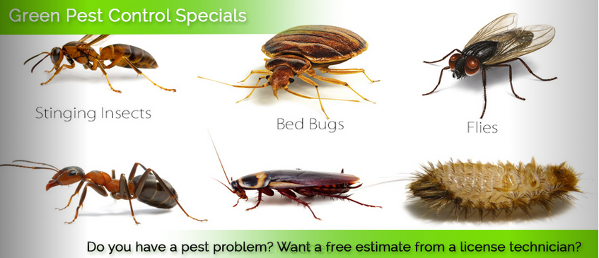 Green Pest Control | 2258 Sweet Pea Ln, Harrisburg, NC 28075, USA | Phone: (704) 490-6170