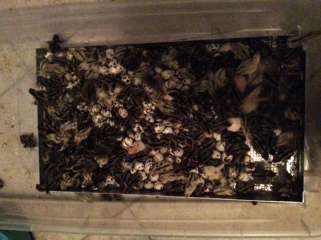 Raptorfood.com | 11411 Citrus Way, Brooksville, FL 34601, USA | Phone: (727) 207-6753