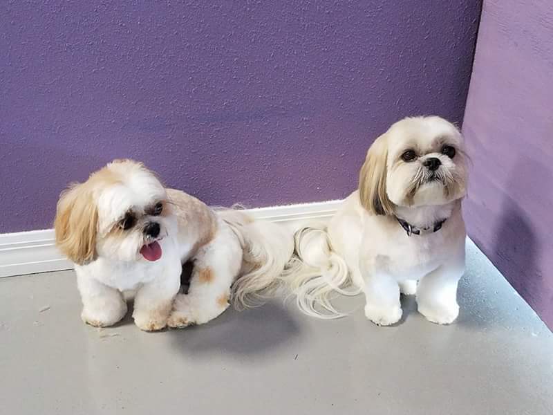 The Sarasota Dog Salon | 5666 Palmer Blvd, Sarasota, FL 34232, USA | Phone: (941) 413-5159