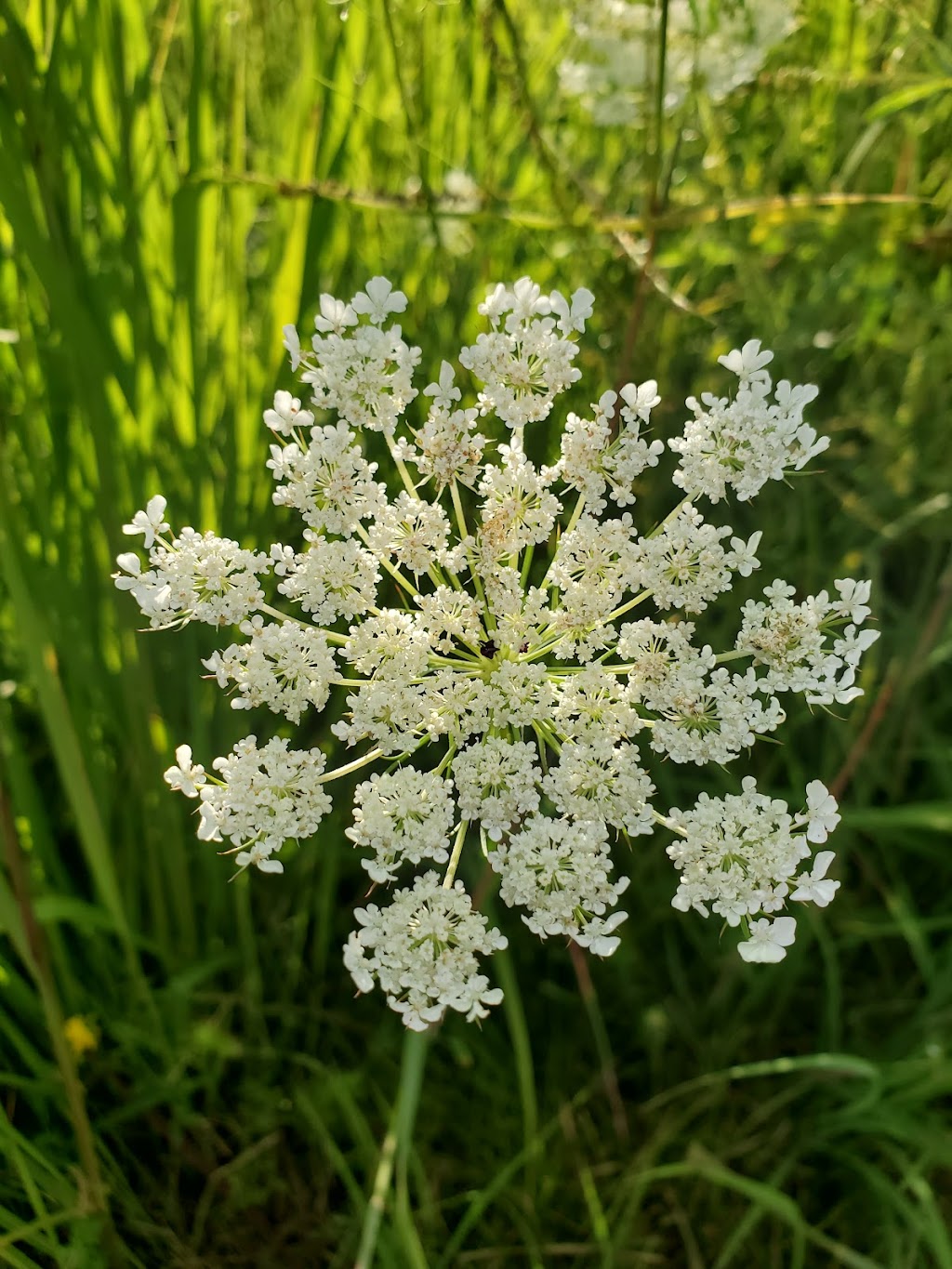 Nevin Springs Fish and Wildlife Area | Syene Rd, Fitchburg, WI 53713, USA | Phone: (608) 224-3730