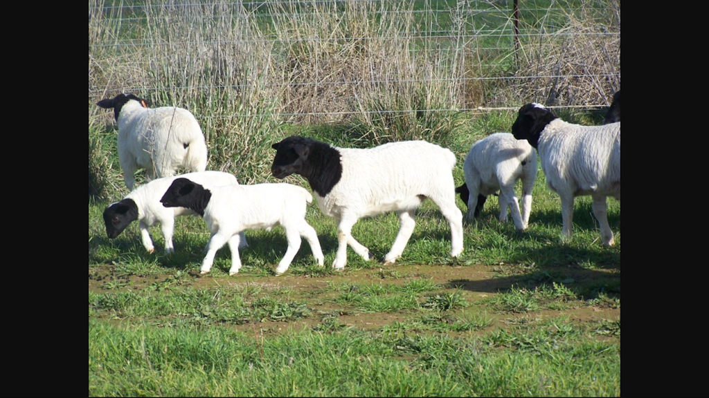 Holland Cattle Company at Holland Ranch - Grass-fed Beef and Lamb | 4400 Co Rd 340, Marble Falls, TX 78654, USA | Phone: (830) 385-2156