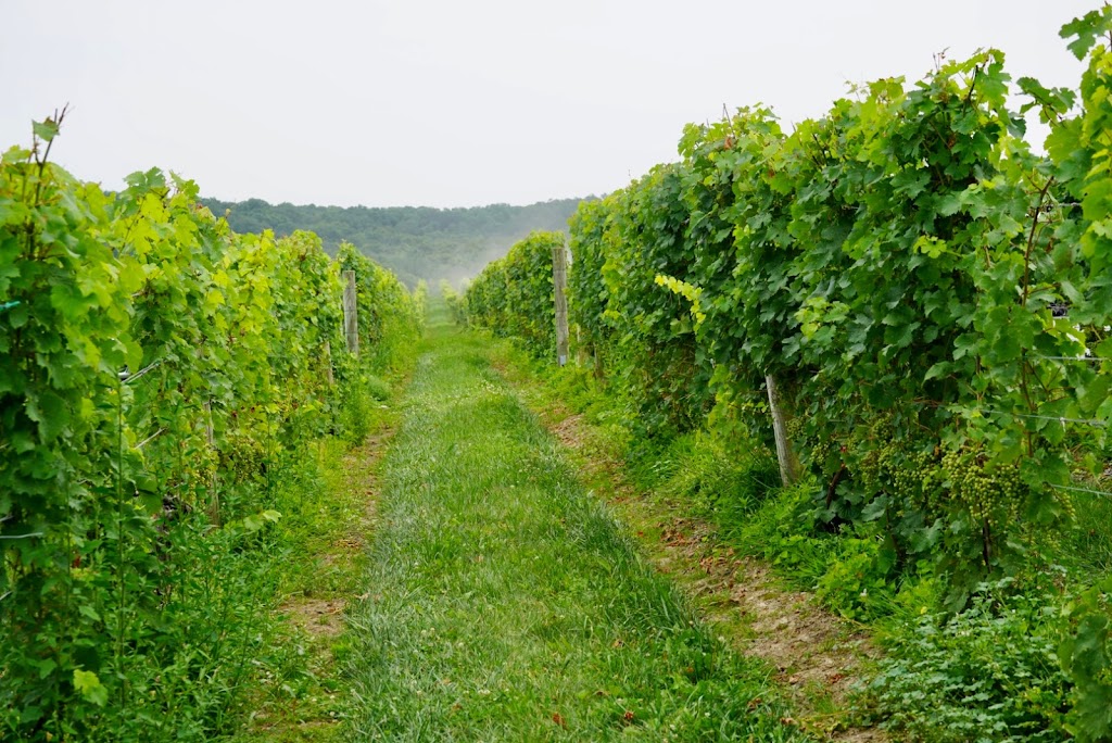 Millbrook Vineyards & Winery | 26 Wing Rd, Millbrook, NY 12545, USA | Phone: (845) 677-8383