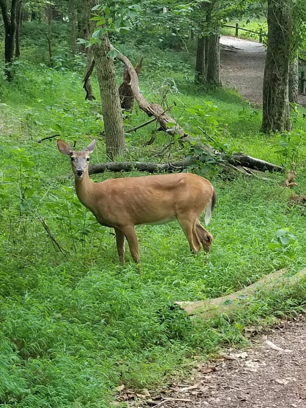 Radnor Lake State Park | 1160 Otter Creek Rd, Nashville, TN 37220, USA | Phone: (888) 867-2757