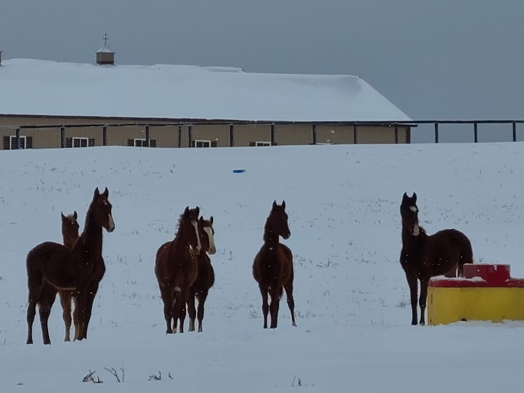 Singing Hills Stable | 1050 Stewart Fork Rd, Irvine, KY 40336, USA | Phone: (503) 680-3808