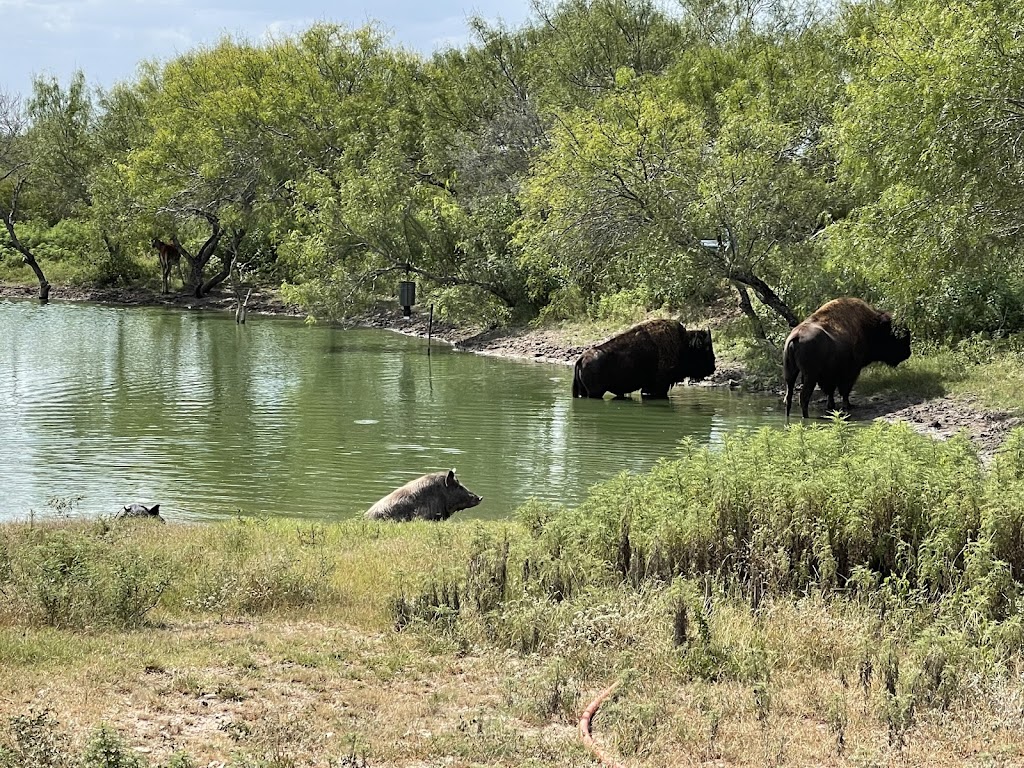 Shaw Family Ranch | Las Lomas Rd, Freer, TX 78357, USA | Phone: (210) 889-2559