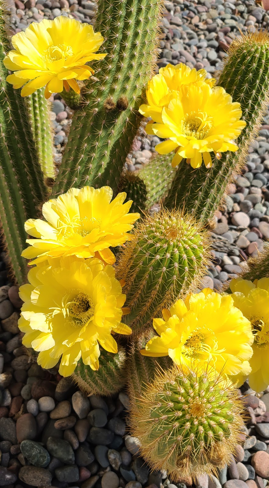 Superstition Buttes MHP | 301 S Signal Butte Rd, Apache Junction, AZ 85120, USA | Phone: (480) 984-1108