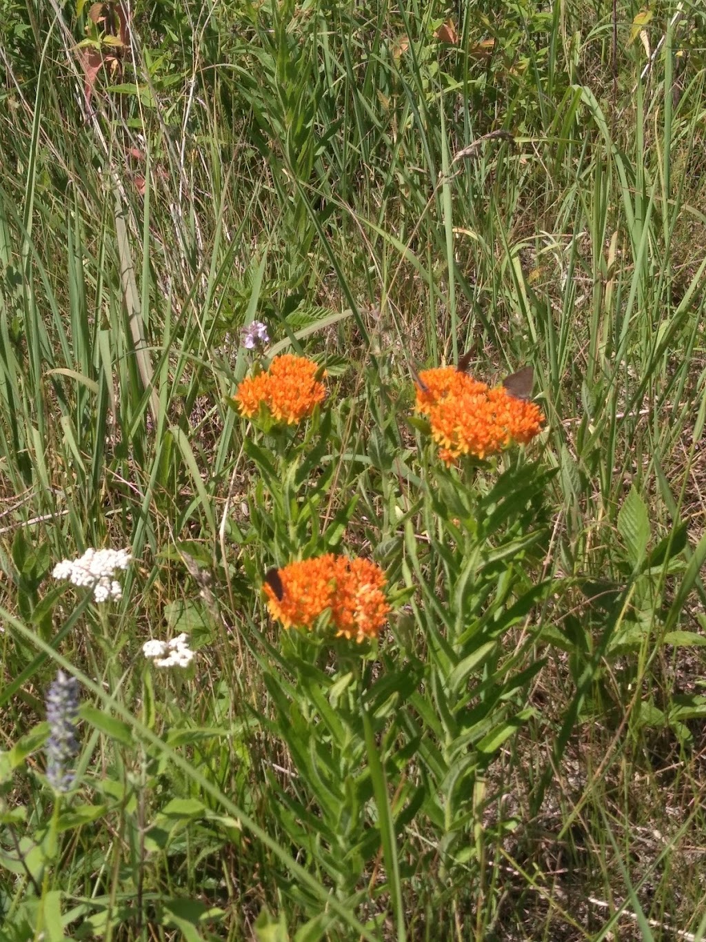 Fish Lake Nature Trails | 23603-23699 Durant St NE, East Bethel, MN 55005, USA | Phone: (612) 301-2600