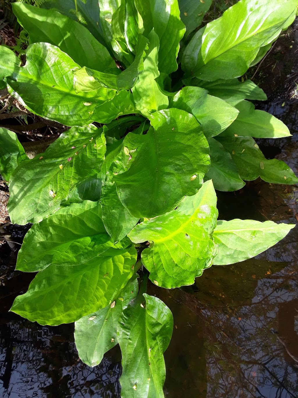 El Huarache Taco Shop | 764 N Midway Dr, Escondido, CA 92027, USA | Phone: (760) 738-4733