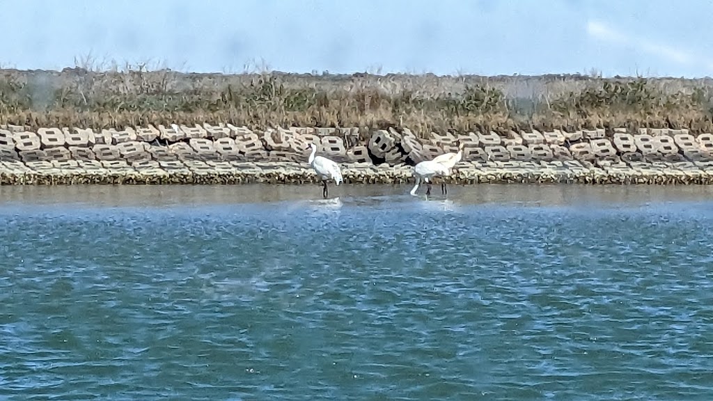 Whooping Crane & Dolphin Boat Tours | 215 N Fulton Beach Rd, Fulton, TX 78358, USA | Phone: (877) 892-4737