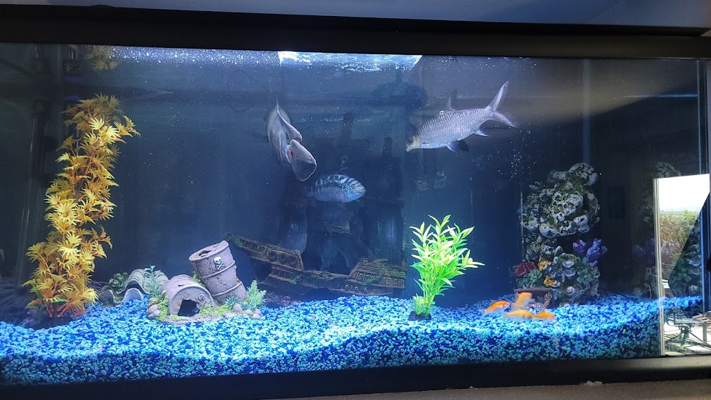 Mikes Aquarium Maintenance | 8000 Sparkling Creek Ave, Las Vegas, NV 89143, USA | Phone: (702) 353-5264