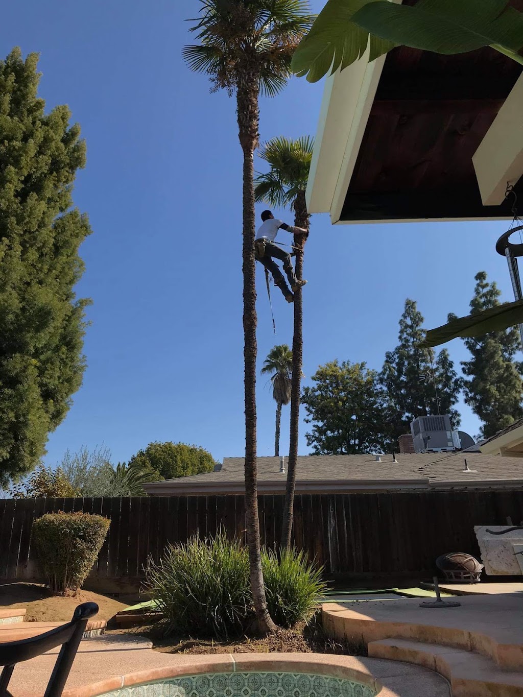 EAZY TREE SERVICE | 4719 W McKinley Ave, Fresno, CA 93722, USA | Phone: (559) 728-1915