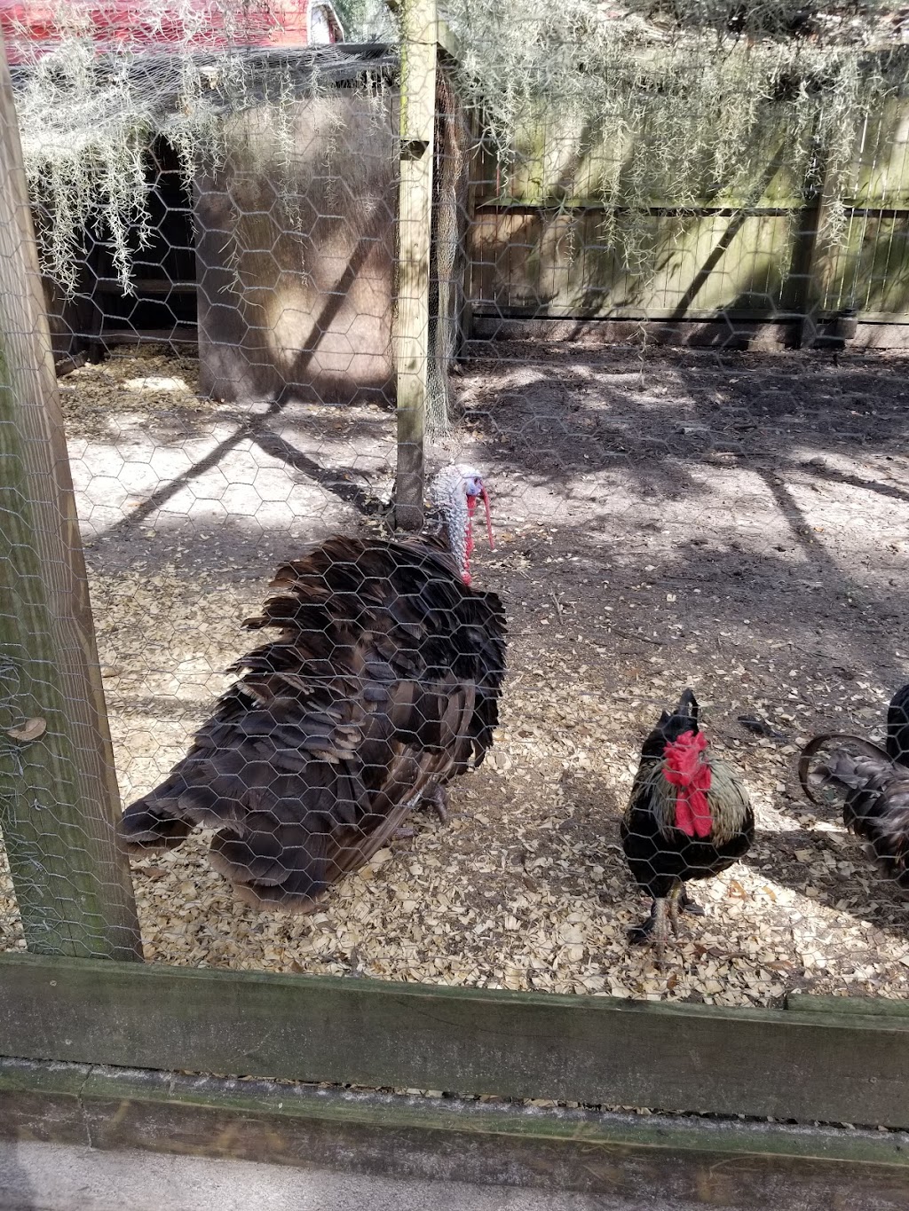 Bf Petting Farm | 15320 Morris Bridge Rd, Thonotosassa, FL 33592, USA | Phone: (813) 629-7859