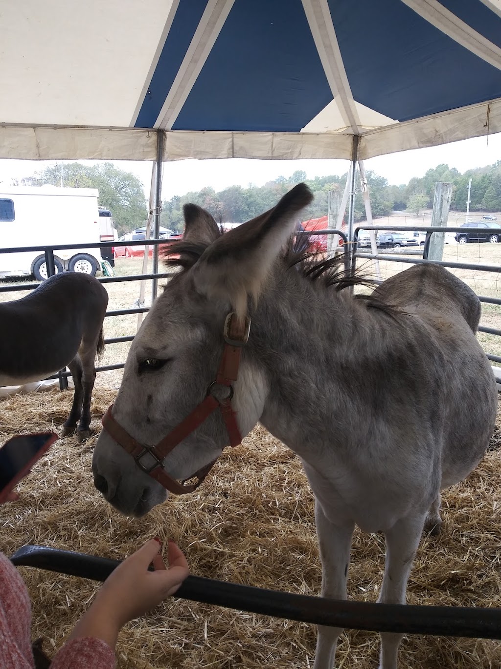 Kentucky Wool Festival | 48 Concord Caddo Rd, Falmouth, KY 41040, USA | Phone: (859) 951-8025