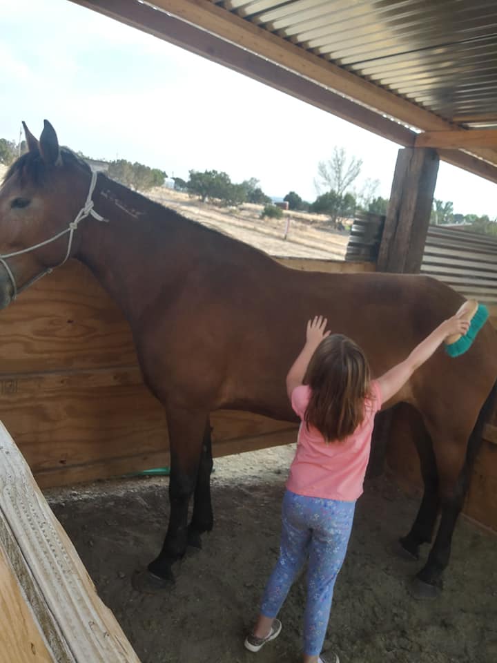 Desert Rose Horsemanship | 8 John Rd, Edgewood, NM 87015, USA | Phone: (505) 369-8501