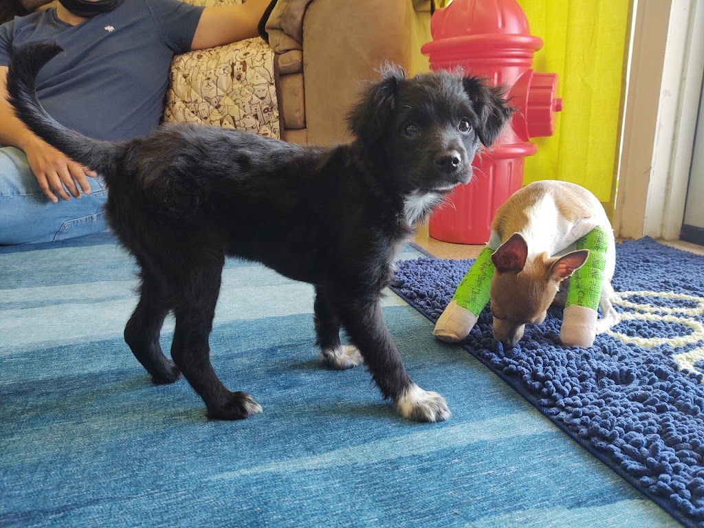 Fur-Ever Friends Animal Hospital / Canine Castaways | 1432 Wayne Rd, Arcadia, FL 34266, USA | Phone: (863) 458-7686