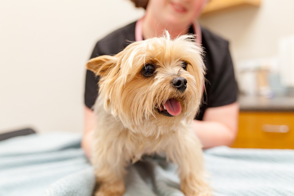 Augusta Ranch Animal Hospital | 2721 S Ellsworth Rd #101, Mesa, AZ 85209, USA | Phone: (480) 380-6710