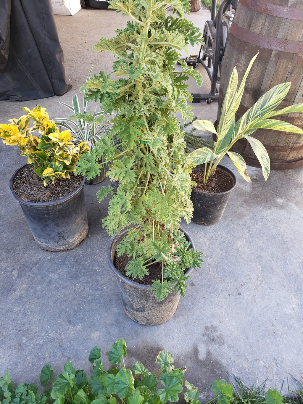 Rancho Nursery | 16228 Slover Ave, Fontana, CA 92337, USA | Phone: (909) 900-5791