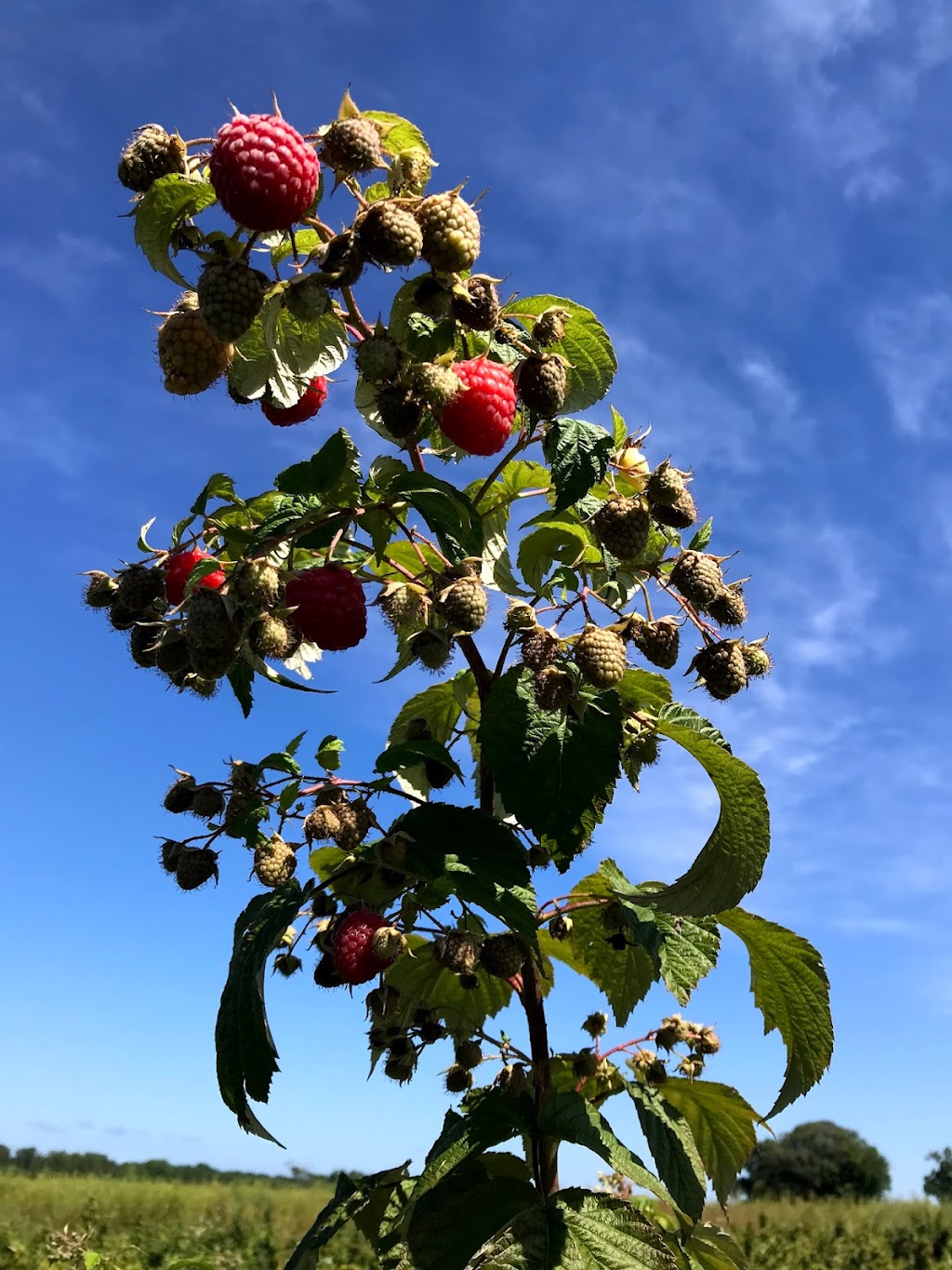 Honey Bee U-Pick patch - Tantre Farm | 5700 Scio Church Rd, Ann Arbor, MI 48103, USA | Phone: (734) 475-4323