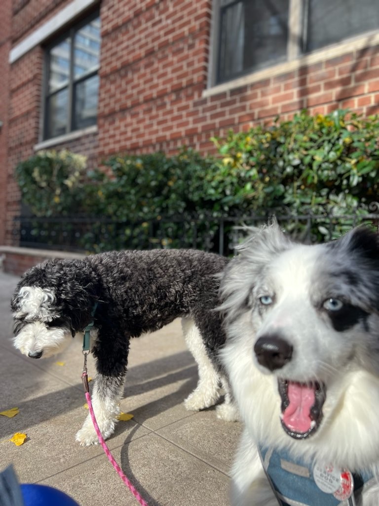 Bare Paws NYC Dog Walkers & Pet Sitters | 157 East 86th St 5th floor, New York, NY 10028, USA | Phone: (646) 436-1687