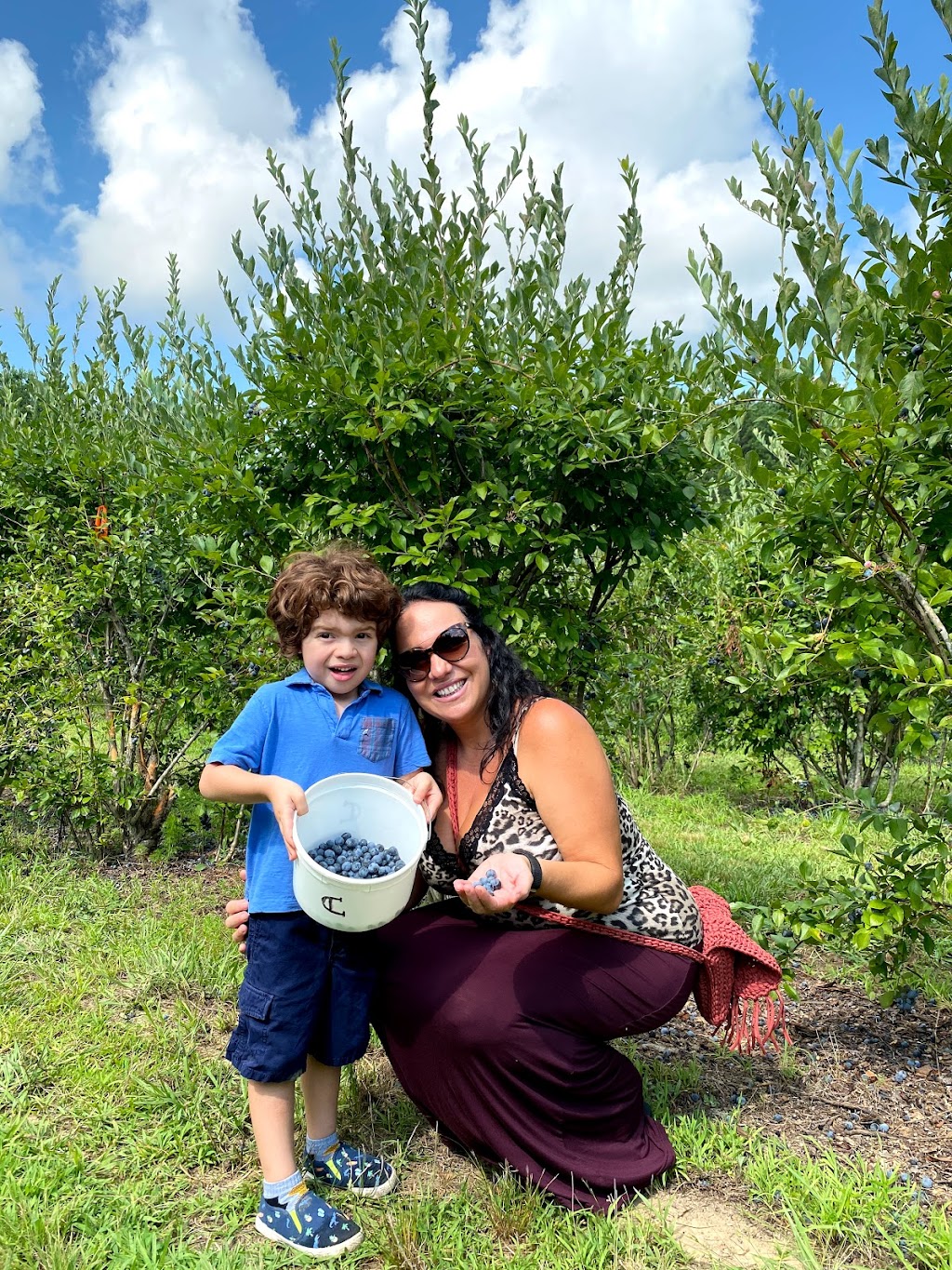 Campbell Blueberry Farm | 2275 River Rd, Richfield, NC 28137, USA | Phone: (704) 661-0232