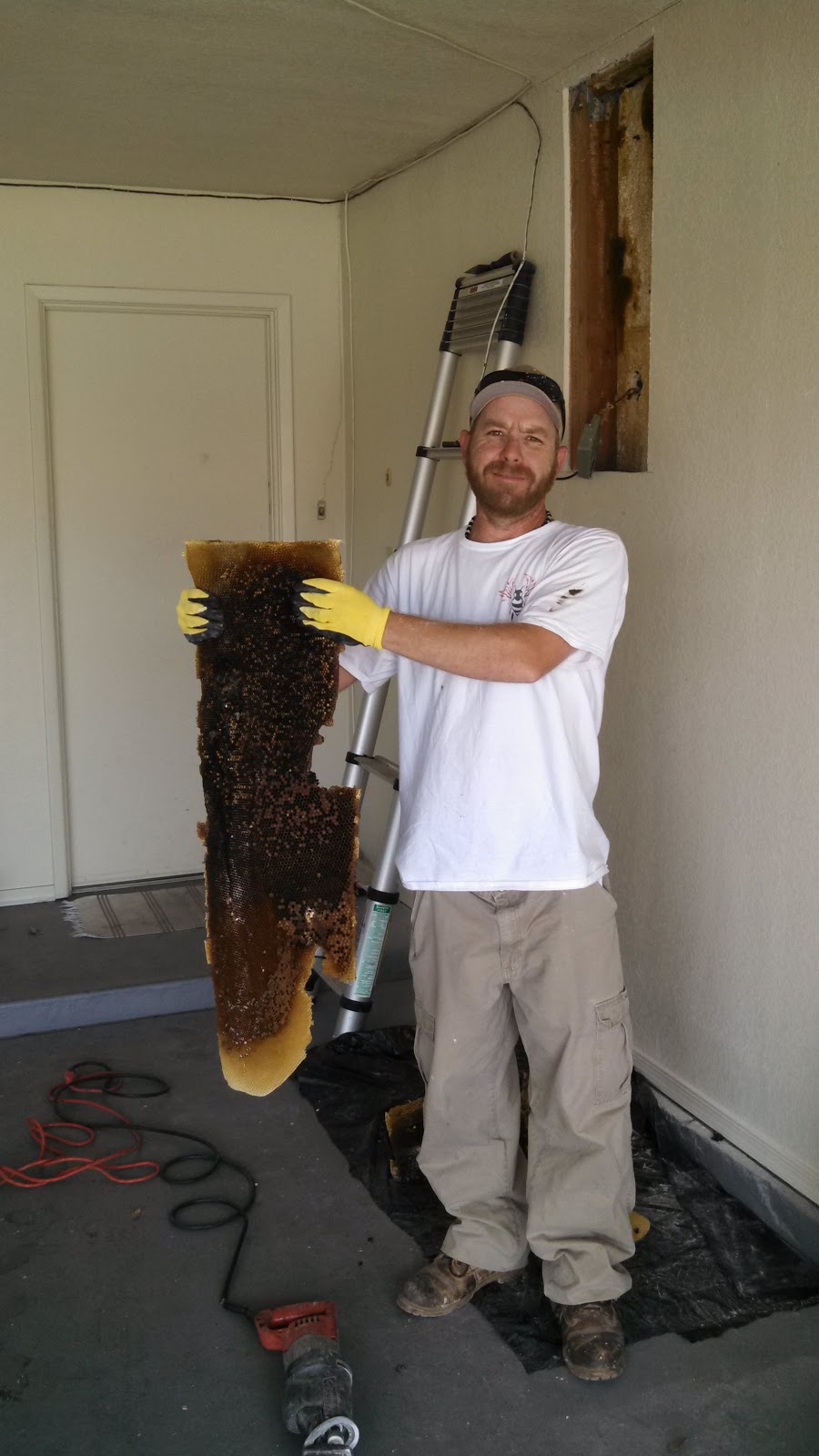 Phoenix Bee Removal | 9665 E Del Monte Ave, Gold Canyon, AZ 85118, USA | Phone: (480) 612-1620