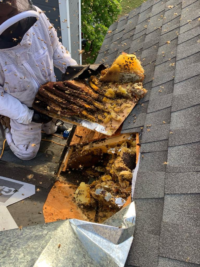 Bee Safe Bee Removal | 2212 La Ventana Pkwy, Driftwood, TX 78619, USA | Phone: (512) 572-5574