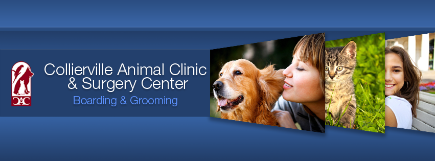 Collierville Animal Clinic | 474 US-72, Collierville, TN 38017, USA | Phone: (901) 853-8519