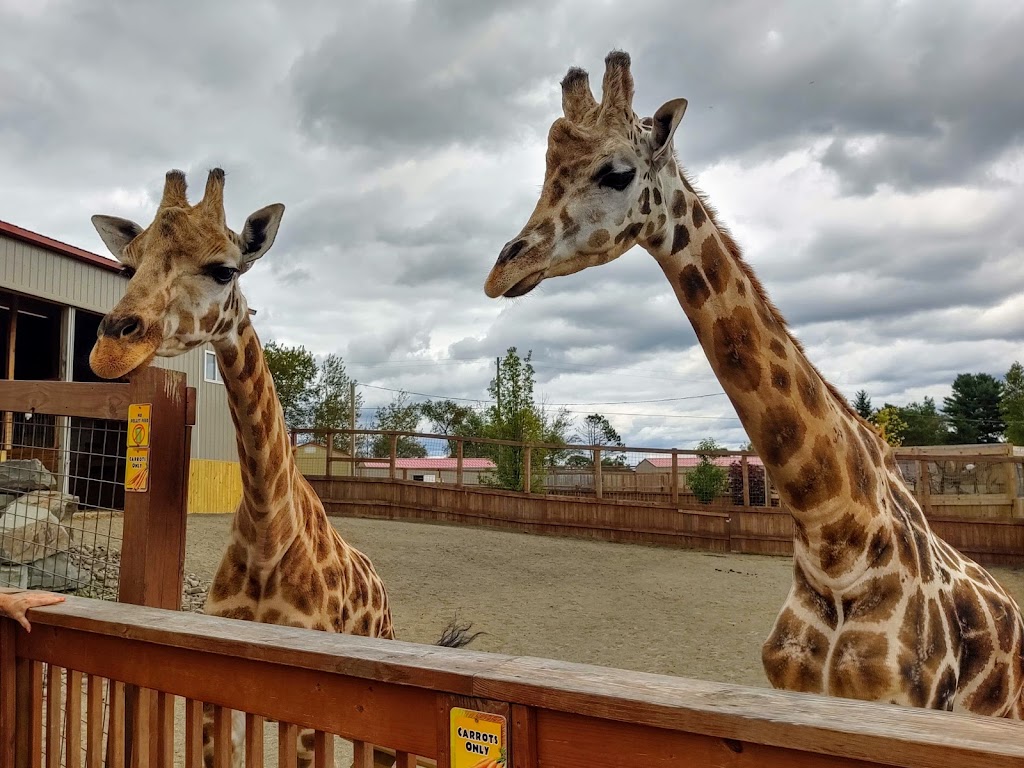 Animal Adventure Park | 85 Martin Hill Rd, Harpursville, NY 13787, USA | Phone: (607) 760-4429