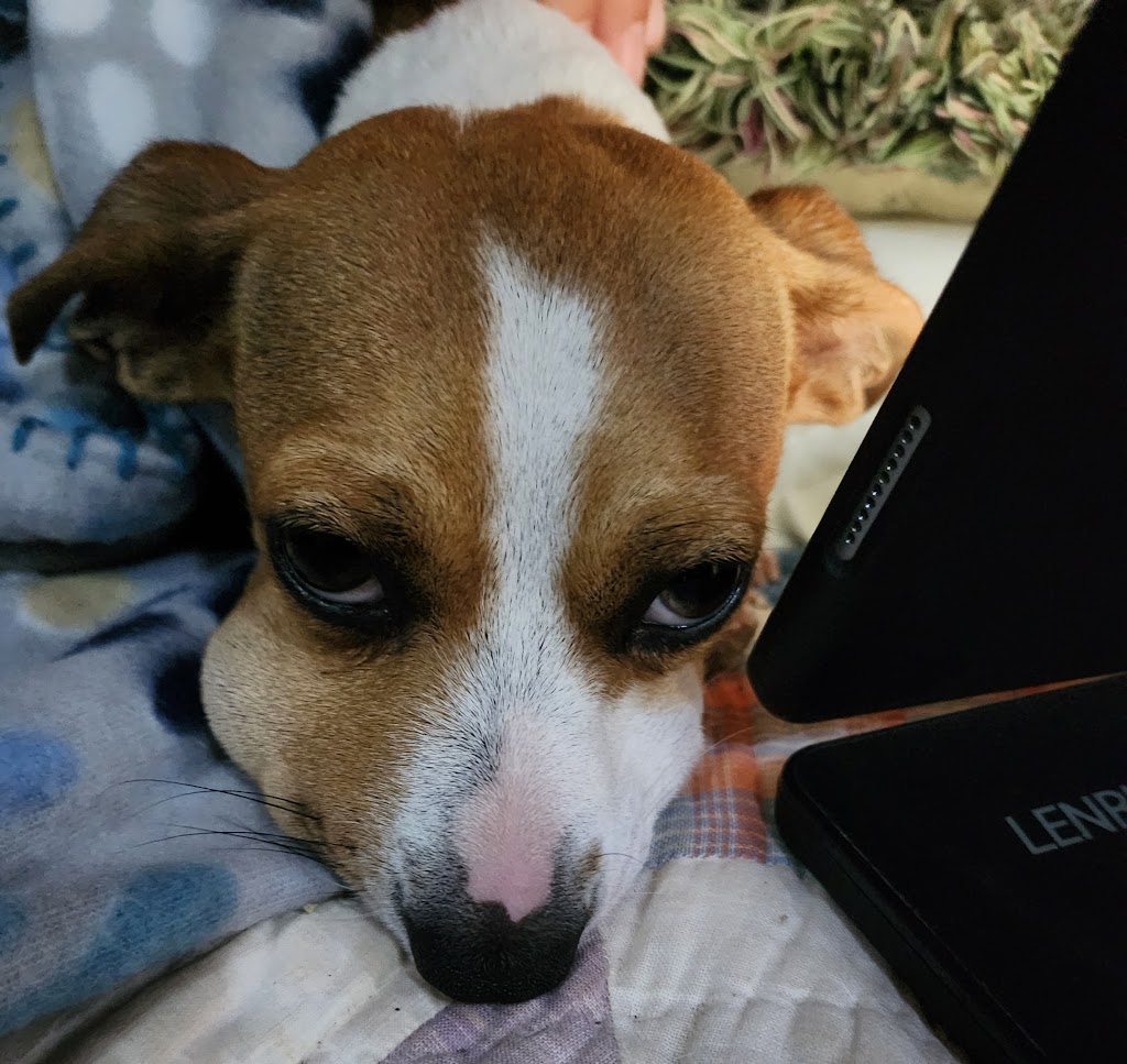 Wills Point Veterinary Clinic | 1209 W Park Dr, Wills Point, TX 75169, USA | Phone: (903) 873-9132