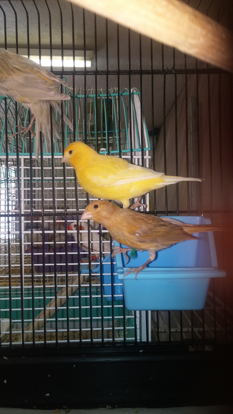 ACE OF HEARTS KENNEL AND GROOMING | 126 Atrisco Dr SW, Albuquerque, NM 87105, USA | Phone: (505) 831-3433