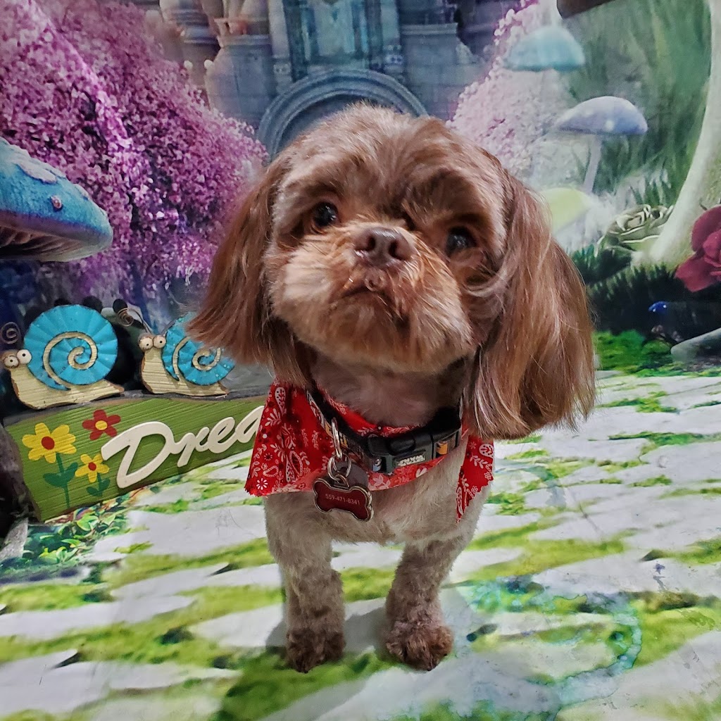 Pet Envy Grooming & Boutique | 5121 W Goshen Ave, Visalia, CA 93291, USA | Phone: (559) 741-1442