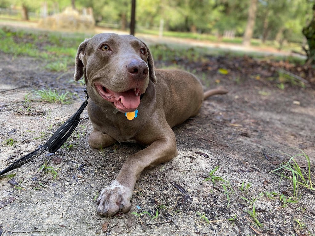 Homemade Hounds Bed & Biscuit | 34 Zibra St, Middleburg, FL 32068, USA | Phone: (904) 203-7314