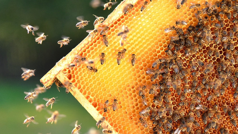 AA-Beekeeper | Live Bee Removal & Relocation | 912 Terraza Mar, San Marcos, CA 92078, USA | Phone: (858) 299-7500