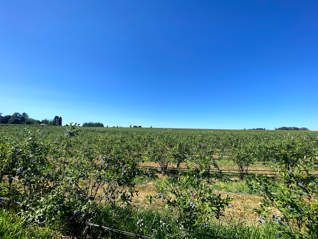 Nappe Farms- U Pick Blueberries | 10280 SE Orient Dr, Boring, OR 97009, USA | Phone: (503) 663-0885