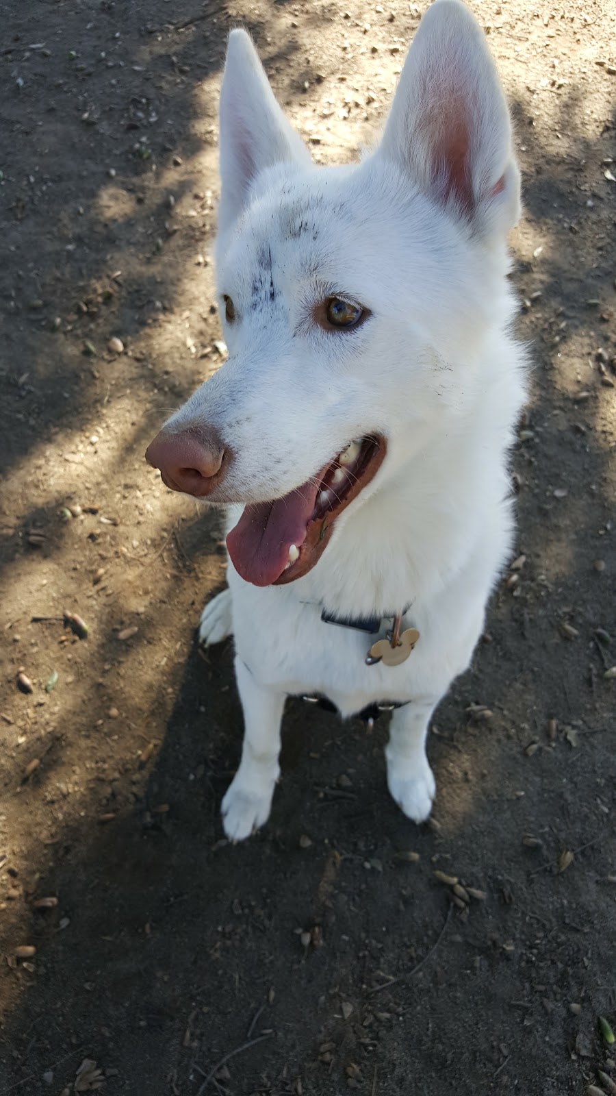 Baldy View Dog Park | W 11th St, Upland, CA 91786, USA | Phone: (909) 931-4280