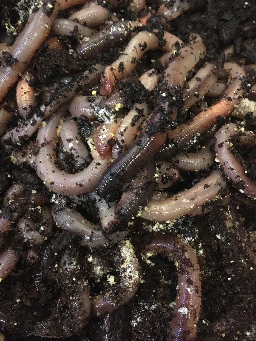 Buckeye Worm Farm | 800 State Route 534 NW, 534 North of Route 82, Newton Falls, OH 44444, USA | Phone: (330) 898-8073
