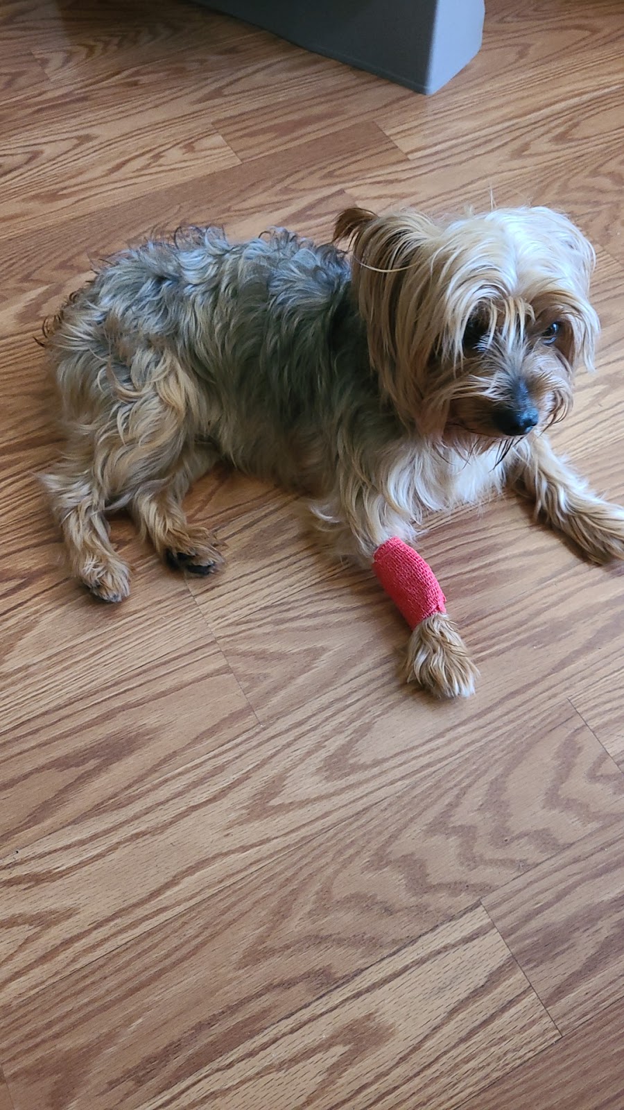 South Gate Dog - Cat Hospital | 3737 Tweedy Blvd, South Gate, CA 90280, USA | Phone: (323) 564-6913