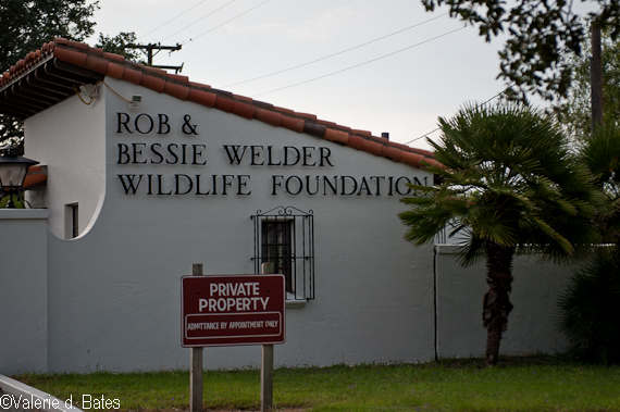 Welder Wildlife Foundation | 10429 Welder Wildlife, Sinton, TX 78387, USA | Phone: (361) 364-2643