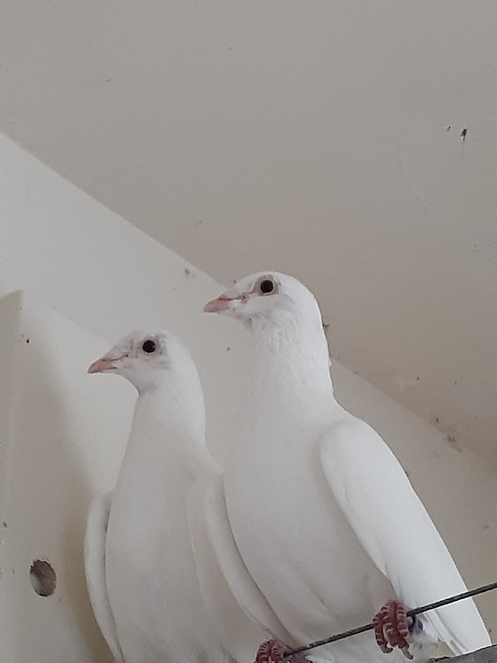 jimmy white dove release pigeon food and supply | 3282 Auburn Rd, Shelby Township, MI 48317, USA | Phone: (586) 843-6911