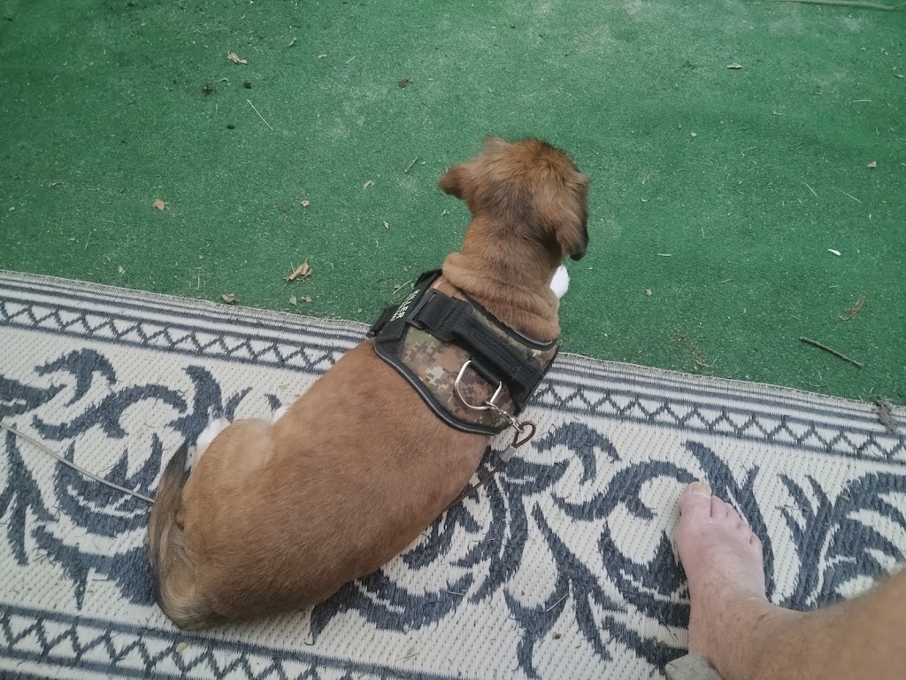 Windsor Pet Hospital | 11483 Windsor Blvd, Windsor, VA 23487, USA | Phone: (757) 242-9191