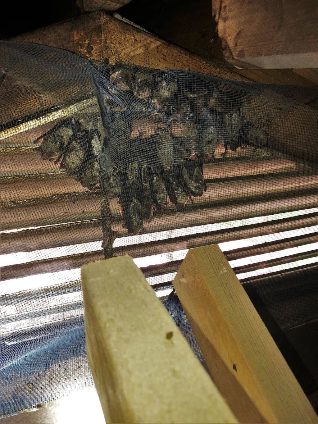 West Termite, Pest & Lawn | 3908 Minnesota St, Bartlesville, OK 74006, USA | Phone: (918) 336-5296