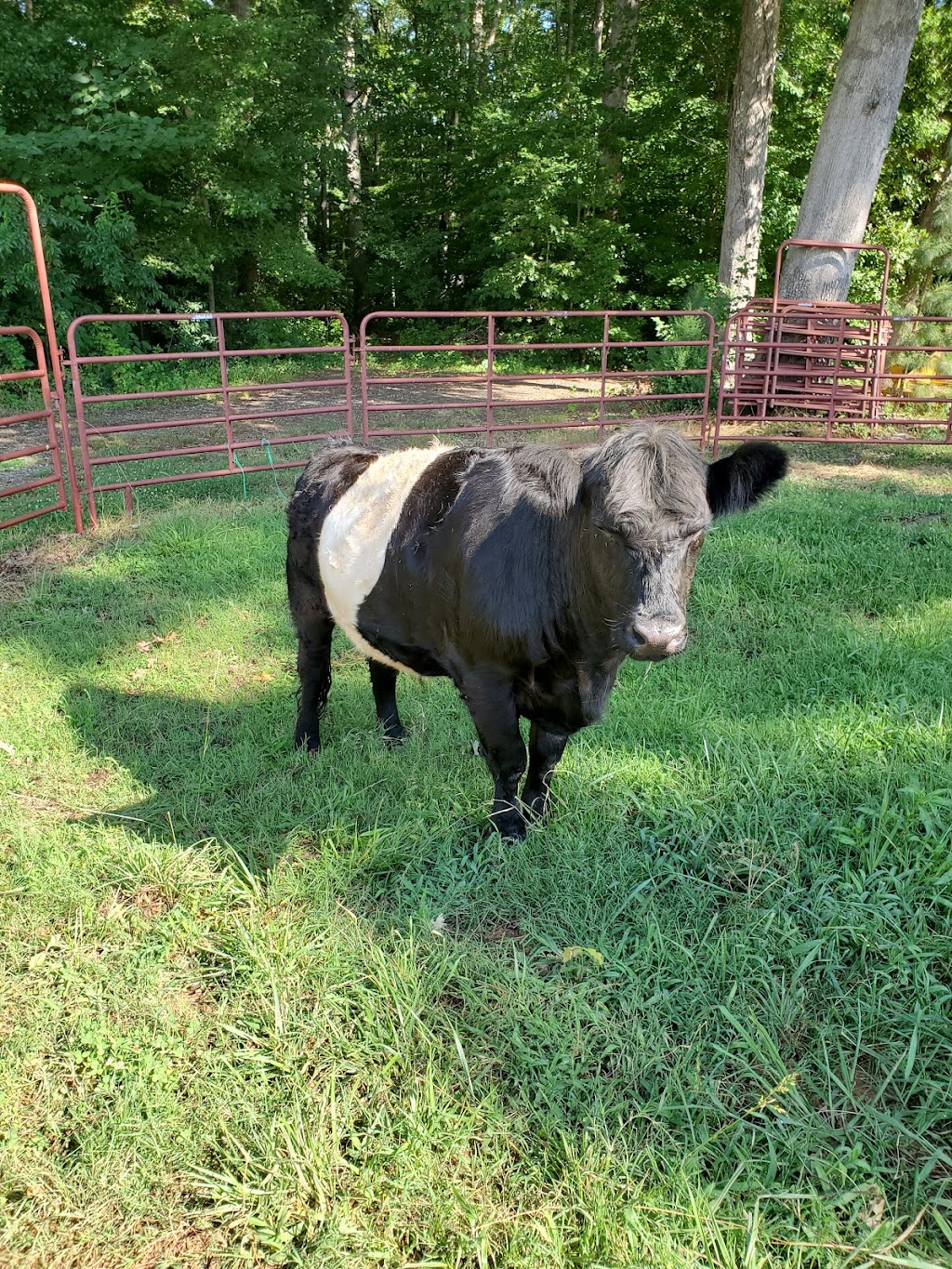 Mills Family Farm | 284 Barfield Rd, Mooresville, NC 28115, USA | Phone: (704) 960-2994