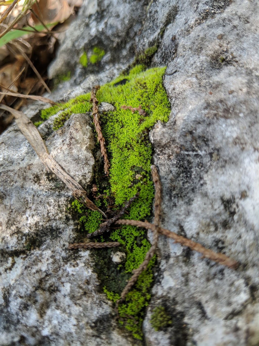 Warbler Vista | Balcones Canyonlands National Wildlife Refuge Farm to Market Rd 1431,, Marble Falls, TX 78654, USA | Phone: (513) 339-9432