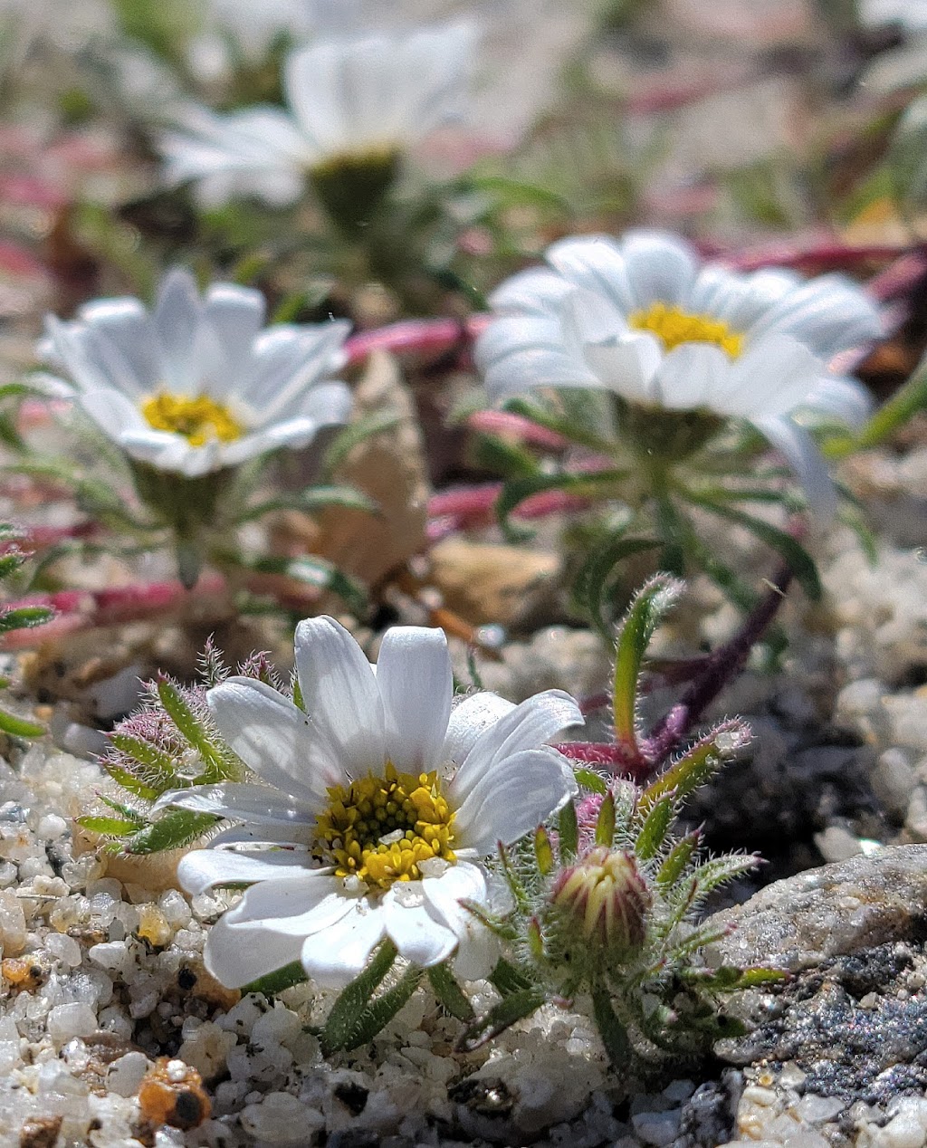 Desert Gardens - Anza-Borrego Desert State Park | Borrego Springs, CA 92004, USA | Phone: (760) 767-4205