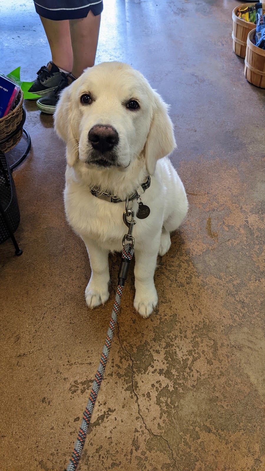 The Village Mutt | 665 E Foothill Blvd, Claremont, CA 91711, USA | Phone: (909) 624-3020