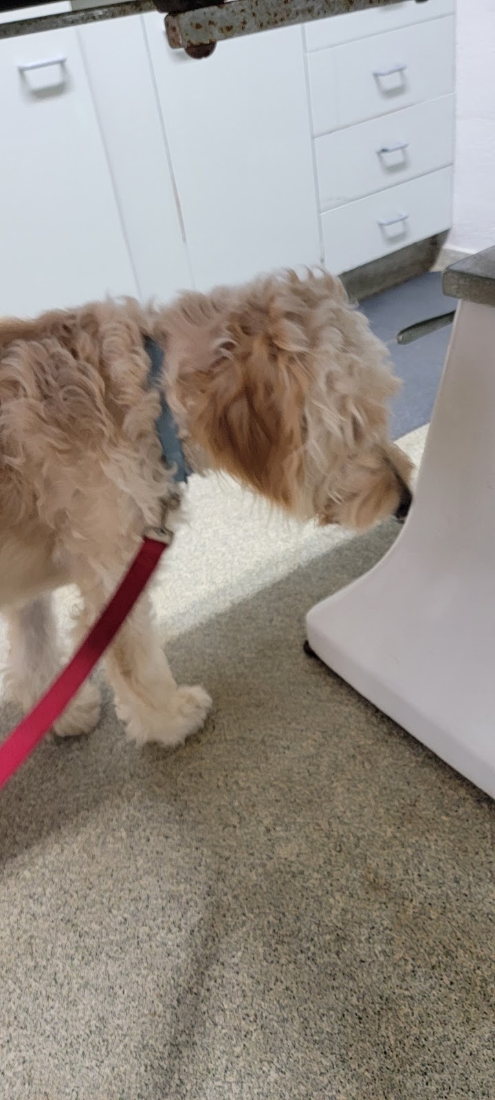 Sparta Animal Clinic | 1031 South Street Louis Street, Sparta, IL 62286, USA | Phone: (618) 443-2011