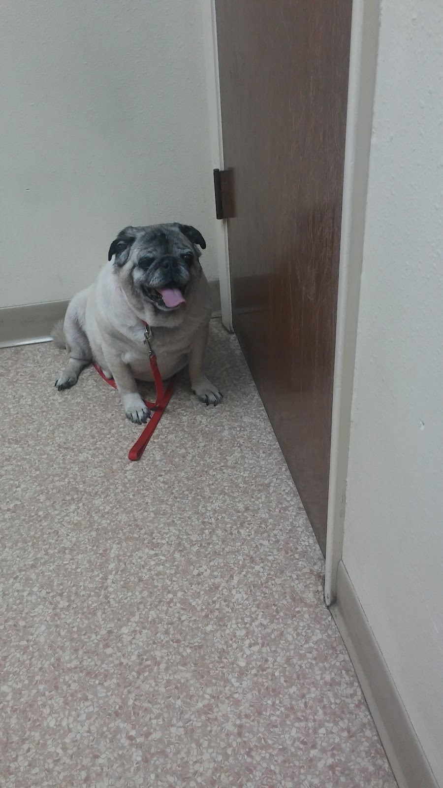 Apollo Beach Animal Hospital | 5998 N U.S. Hwy 41, Apollo Beach, FL 33572, USA | Phone: (813) 645-9567