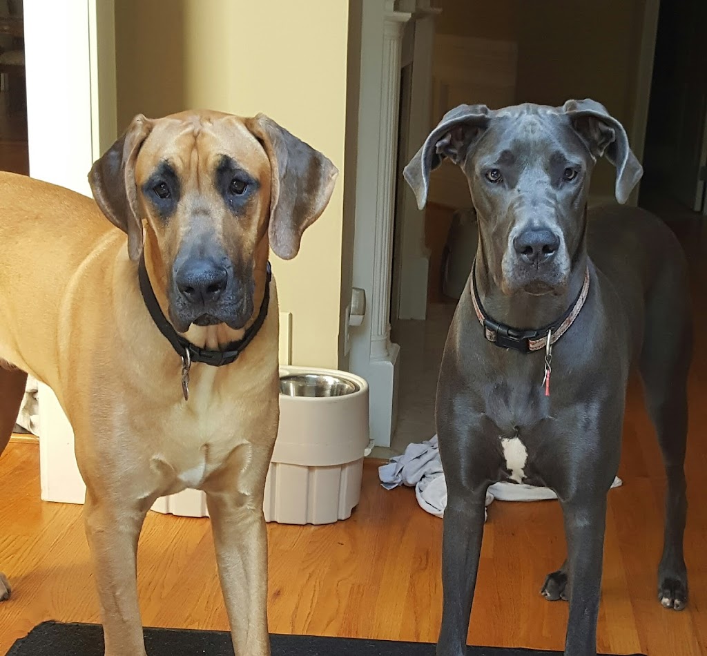 West Marietta Veterinary Clinic | 2985 Powder Springs Rd SW, Marietta, GA 30064, USA | Phone: (770) 439-1994